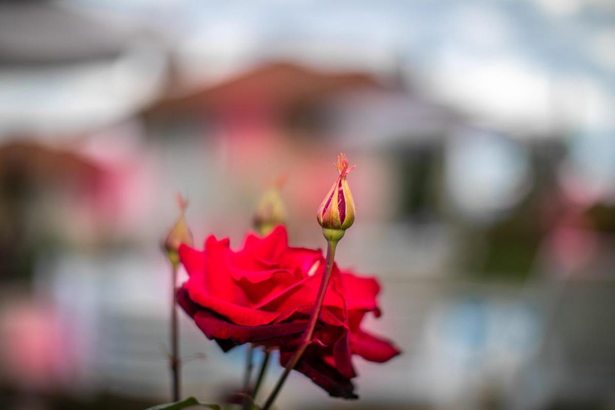 Vila Gardenia Gumoshtnik Екстериор снимка